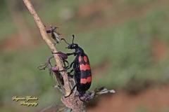 Hycleus biundulatus