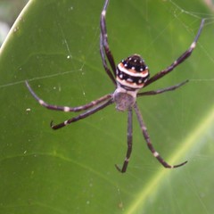 Argiope caledonia