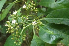 Eumachia