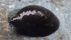 Pseudosuccinea columella