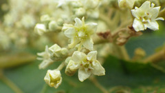 Commersonia bartramia