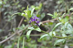 Psoralea sericea
