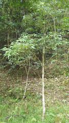 Eumachia