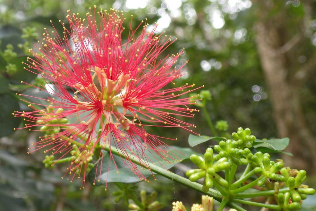 Archidendropsis fournieri