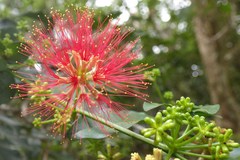 Archidendropsis fournieri