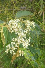 Commersonia bartramia