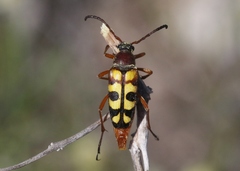 Typocerus sinuatus