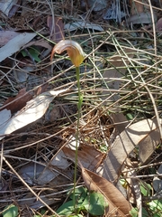 Pterostylis ophioglossa