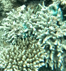 Porites cylindrica