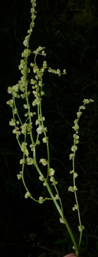 Rumex hastatulus iNat (3)