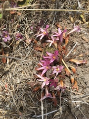 Aphyllon californicum californicum