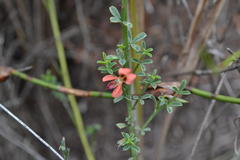 Indigofera sp7