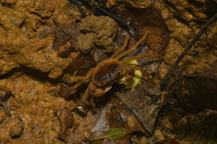 Terrapotamon phaibuli