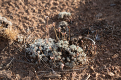 Eriogonum kennedyi austromontanum