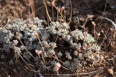 Eriogonum kennedyi austromontanum