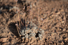 Eriogonum kennedyi austromontanum