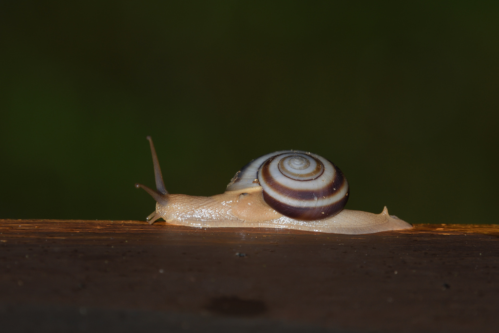 Hemiplecta ligorica