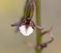 Eulophia bolusii