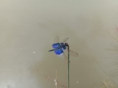 Rhyothemis triangularis