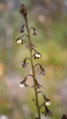Eulophia bolusii