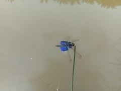 Rhyothemis triangularis
