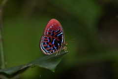 Paralaxita orphna laocoon