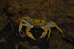 Terrapotamon phaibuli