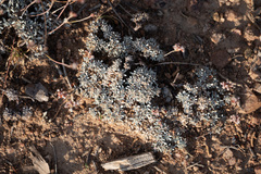 Eriogonum kennedyi austromontanum
