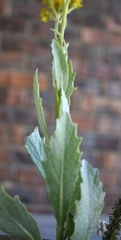 Senecio halimifolius