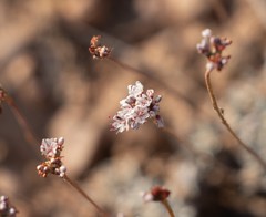 Eriogonum kennedyi austromontanum