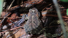 Incilius porteri