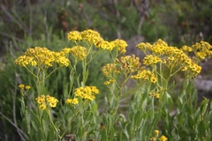 Senecio halimifolius