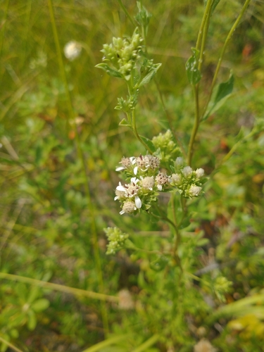 Image of Sericocarpus oregonensis by no rights reserved