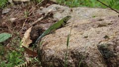Sceloporus hondurensis