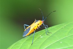 Plinachtus acicularis