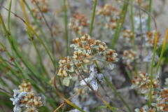 Helichrysum litorale