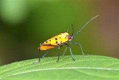 Plinachtus acicularis