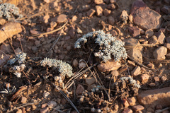 Eriogonum kennedyi austromontanum