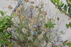 Helichrysum litorale