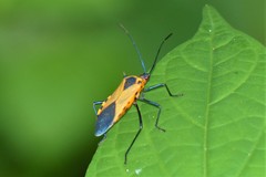 Plinachtus acicularis