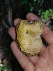 Boletus subalpinus