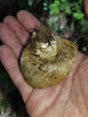 Boletus subalpinus