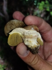 Boletus subalpinus
