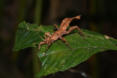 Heteropteryx dilatata