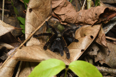 Ornithoctonus aureotibialis