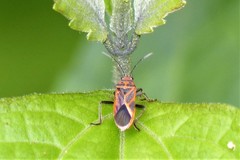 Graptostethus servus