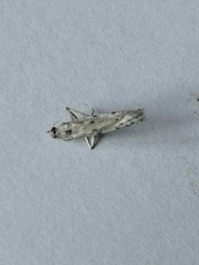 Phycitodes lacteella