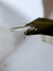 Phycitodes lacteella