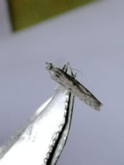 Phycitodes lacteella
