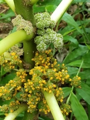 Touchardia latifolia